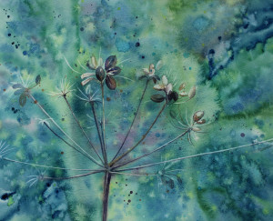 cowparsley 72