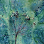 Cowparsley