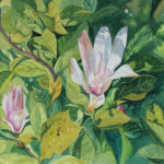 Magnolia